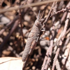 Pardillana limbata (Common Pardillana) at O'Connor, ACT - 10 Dec 2022 by ConBoekel