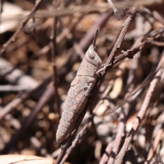 Pardillana limbata at O'Connor, ACT - 10 Dec 2022 12:32 PM