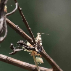 Glyphipterix chrysoplanetis (A Sedge Moth) at O'Connor, ACT - 10 Dec 2022 by ConBoekel