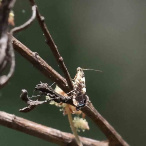 Glyphipterix chrysoplanetis at O'Connor, ACT - 10 Dec 2022