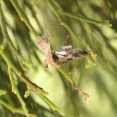 Gauna aegusalis at O'Connor, ACT - 10 Dec 2022 11:55 AM