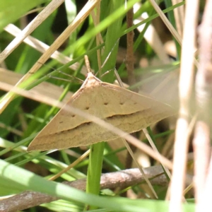 Epidesmia hypenaria at O'Connor, ACT - 10 Dec 2022