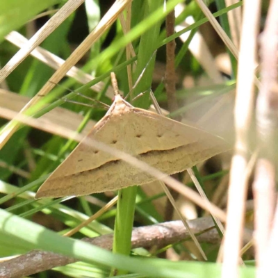 Epidesmia hypenaria (Long-nosed Epidesmia) at O'Connor, ACT - 10 Dec 2022 by ConBoekel