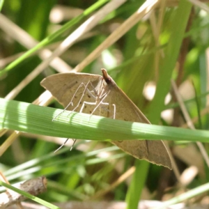 Epidesmia hypenaria at O'Connor, ACT - 10 Dec 2022