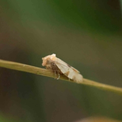 Merophyas divulsana (Lucerne Leafroller) at O'Connor, ACT - 10 Dec 2022 by ConBoekel