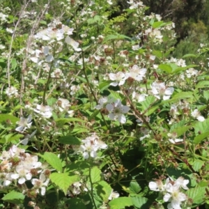 Rubus anglocandicans at Paddys River, ACT - 10 Dec 2022 01:40 PM