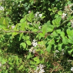 Rubus anglocandicans at Paddys River, ACT - 10 Dec 2022 01:40 PM