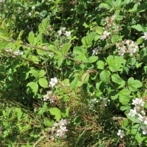 Rubus anglocandicans at Paddys River, ACT - 10 Dec 2022 01:40 PM