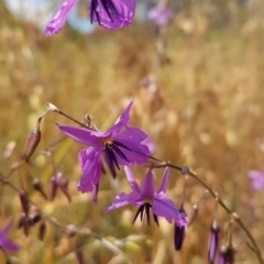 Arthropodium fimbriatum (Nodding Chocolate Lily) at Theodore, ACT - 10 Dec 2022 by VeraKurz