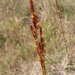 Sorghum leiocladum (Wild Sorghum) at Paddys River, ACT - 10 Dec 2022 by MatthewFrawley