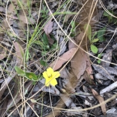 Goodenia hederacea (Ivy Goodenia) at Bruce, ACT - 4 Dec 2022 by jgiacon