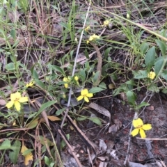 Goodenia hederacea (Ivy Goodenia) at Bruce, ACT - 3 Dec 2022 by jgiacon