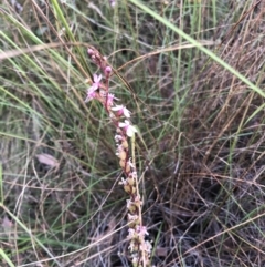 Stylidium sp. (Trigger Plant) at Gossan Hill - 3 Dec 2022 by jgiacon