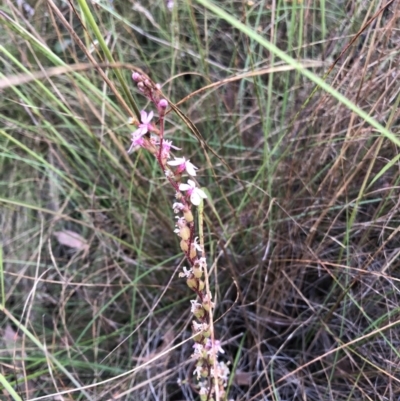 Stylidium sp. (Trigger Plant) at Bruce, ACT - 4 Dec 2022 by JohnGiacon