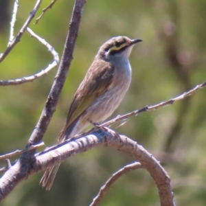 Caligavis chrysops at Paddys River, ACT - 10 Dec 2022 02:00 PM