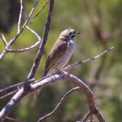 Caligavis chrysops at Paddys River, ACT - 10 Dec 2022 02:00 PM