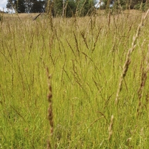 Lolium arundinaceum at Yass River, NSW - 6 Dec 2022