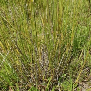 Lolium arundinaceum at Yass River, NSW - 6 Dec 2022