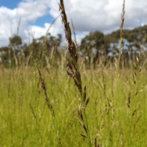 Lolium arundinaceum at Yass River, NSW - 6 Dec 2022