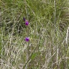 Vicia sativa (Common Vetch) at Tennent, ACT - 9 Dec 2022 by chromo