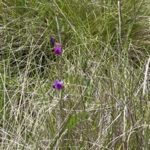 Vicia sativa at Tennent, ACT - 9 Dec 2022