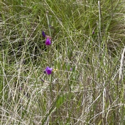 Vicia sativa (Common Vetch) at Tennent, ACT - 9 Dec 2022 by chromo