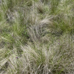 Vicia sativa at Tennent, ACT - 9 Dec 2022 12:27 PM