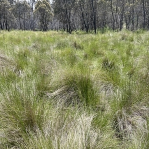 Vicia sativa at Tennent, ACT - 9 Dec 2022