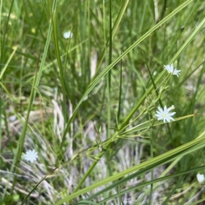 Stellaria angustifolia at Tennent, ACT - 9 Dec 2022 12:25 PM