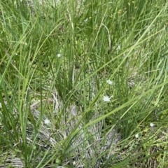 Stellaria angustifolia at Tennent, ACT - 9 Dec 2022 12:25 PM