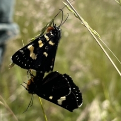 Phalaenoides tristifica (Willow-herb Day-moth) at Tennent, ACT - 9 Dec 2022 by chromo