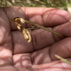 Gastrodia sesamoides (Cinnamon Bells) at Tennent, ACT - 9 Dec 2022 by chromo