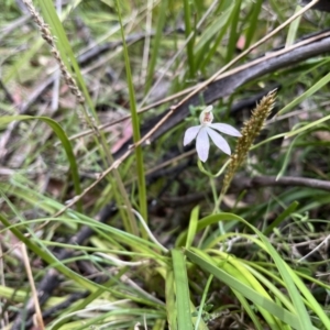 Caladenia carnea at Tennent, ACT - 9 Dec 2022