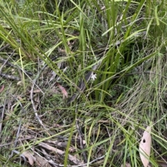 Caladenia carnea at Tennent, ACT - 9 Dec 2022