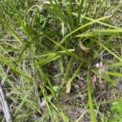 Caladenia carnea at Tennent, ACT - 9 Dec 2022