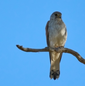 Falco cenchroides at Molonglo Valley, ACT - 10 Dec 2022 06:40 PM