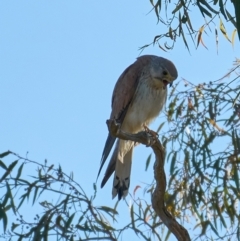 Falco cenchroides at Molonglo Valley, ACT - 10 Dec 2022 06:40 PM