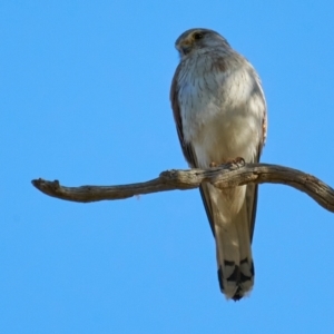 Falco cenchroides at Molonglo Valley, ACT - 10 Dec 2022 06:40 PM