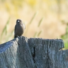 Artamus cyanopterus cyanopterus (Dusky Woodswallow) at Molonglo Valley, ACT - 10 Dec 2022 by MichaelJF