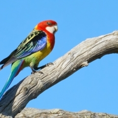 Platycercus eximius (Eastern Rosella) at Kama - 10 Dec 2022 by MichaelJF