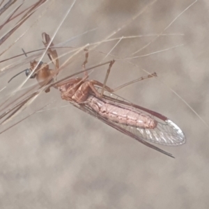 Mantispidae (family) at Gundaroo, NSW - 10 Dec 2022