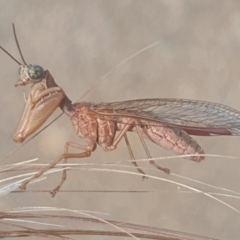 Mantispidae (family) at Gundaroo, NSW - 10 Dec 2022 03:48 PM