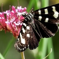 Phalaenoides tristifica (Willow-herb Day-moth) at Crooked Corner, NSW - 9 Dec 2022 by Milly