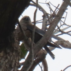 Artamus cyanopterus (Dusky Woodswallow) at Paddys River, ACT - 9 Dec 2022 by RodDeb