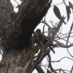 Artamus cyanopterus at Paddys River, ACT - 9 Dec 2022 03:14 PM