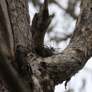 Artamus cyanopterus at Paddys River, ACT - 9 Dec 2022 03:14 PM