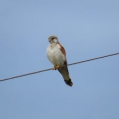 Falco cenchroides (Nankeen Kestrel) at Paddys River, ACT - 9 Dec 2022 by RodDeb