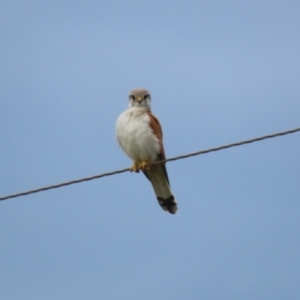 Falco cenchroides at Paddys River, ACT - 9 Dec 2022 04:29 PM