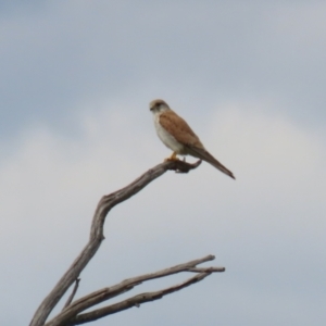 Falco cenchroides at Paddys River, ACT - 9 Dec 2022 04:29 PM