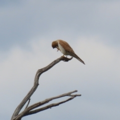 Falco cenchroides at Paddys River, ACT - 9 Dec 2022 04:29 PM